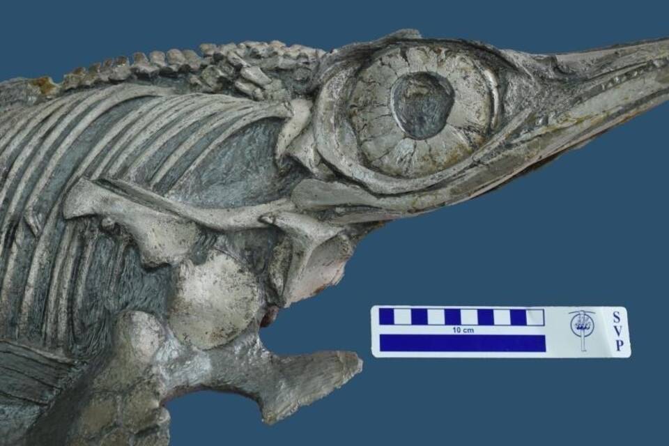 Fischsaurier Fischsaurier