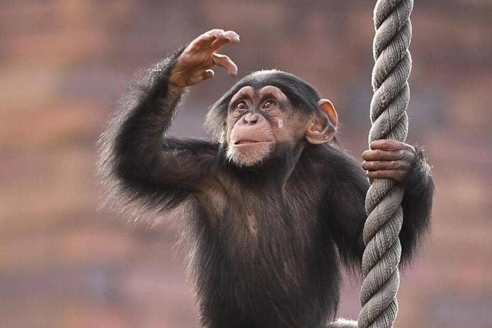 Patente auf Schimpansen ungültig