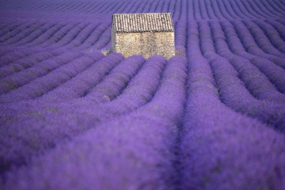 Ein Lavendelfeld