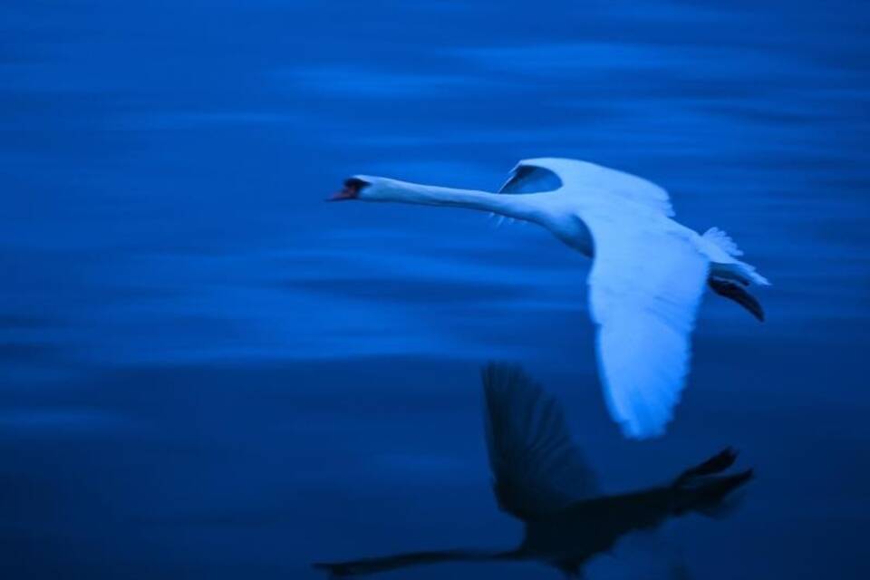Ein Schwan Ein Schwan