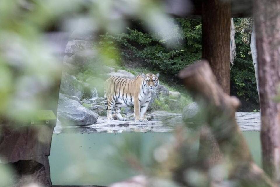 Tiger tötet Tierpflegerin