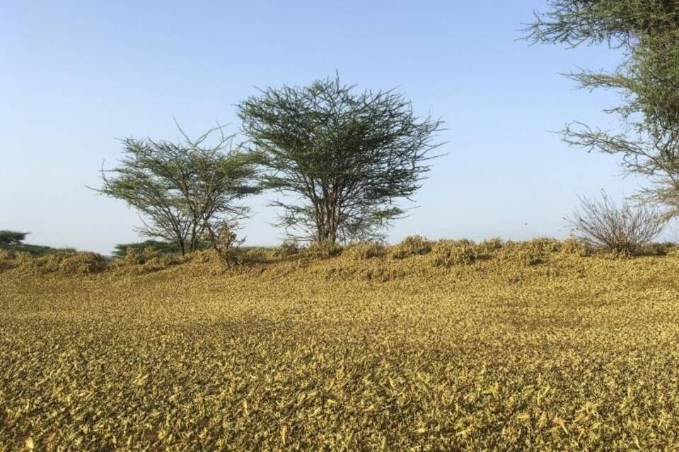 Heuschreckenplage in Kenia