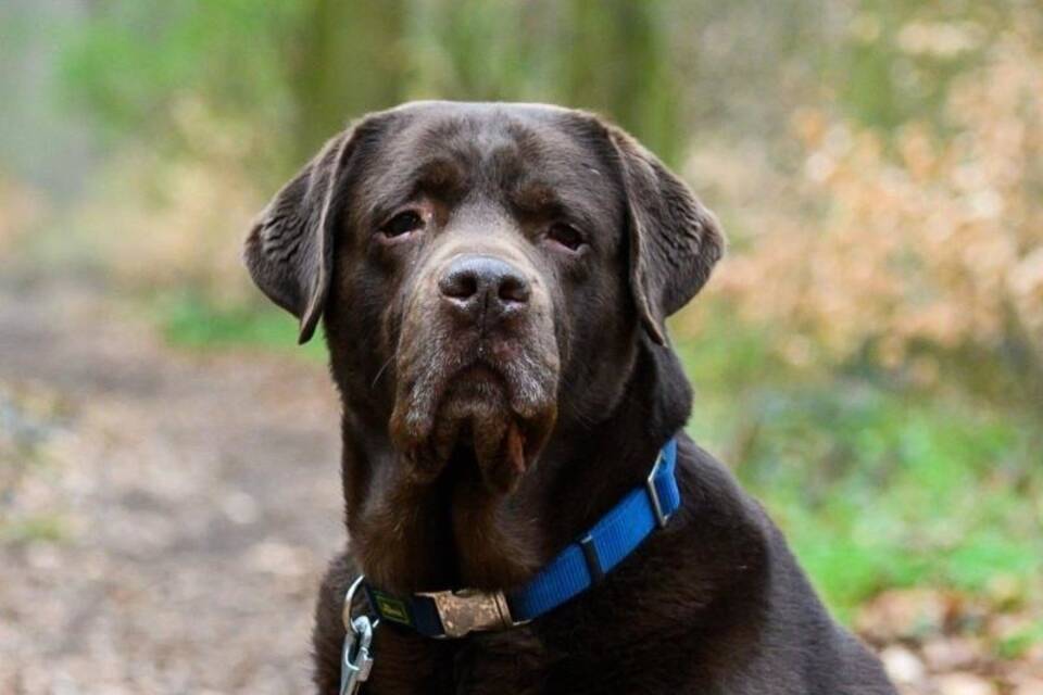 Labrador Retriever Labrador Retriever