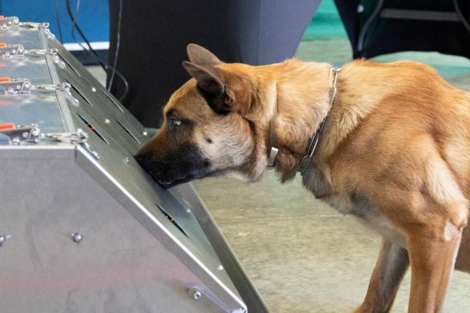 Ausbildung zum Corona-Spürhund Ausbildung zum Corona-Spürhund