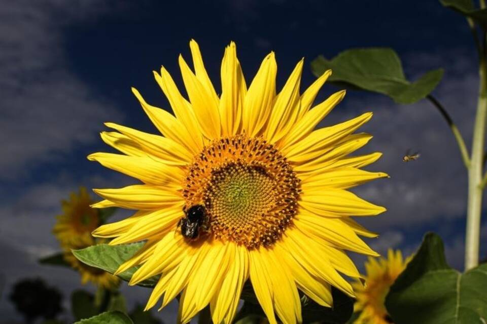 Eine Hummel auf einer Sonnenblume Eine Hummel auf einer Sonnenblume