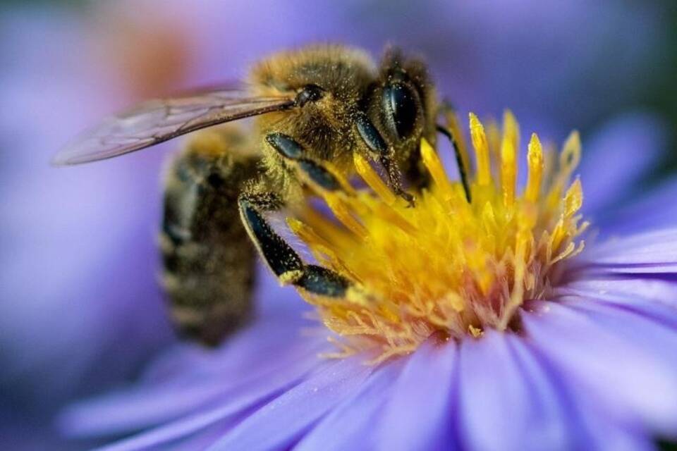 Biene auf Blume Biene auf Blume