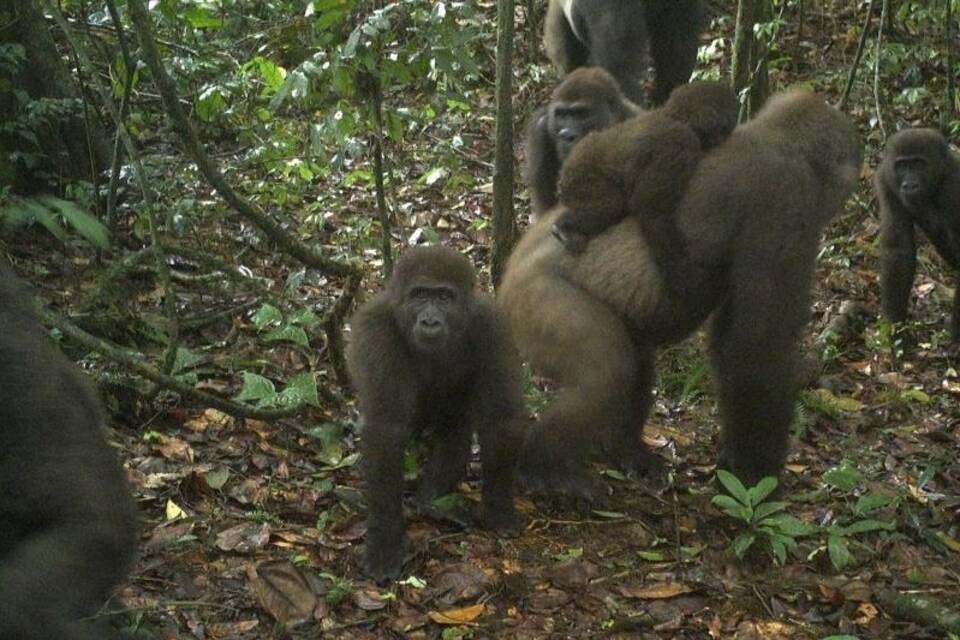 Cross-River-Gorillas