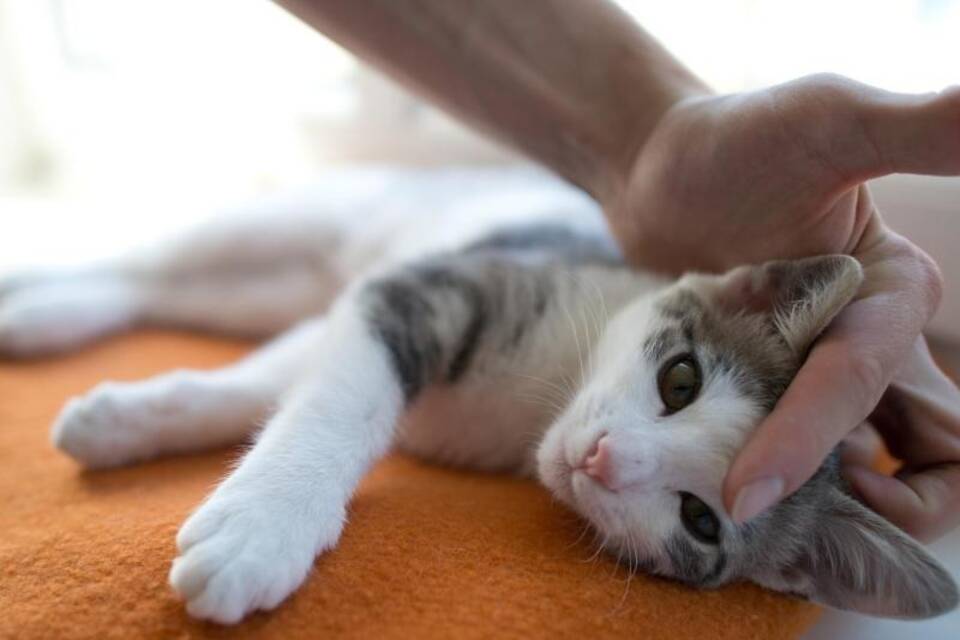 Junge Katze Junge Katze
