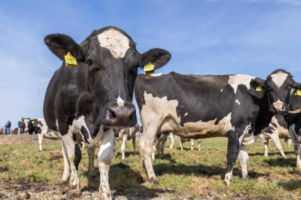 Treibhausgas Methan Treibhausgas Methan