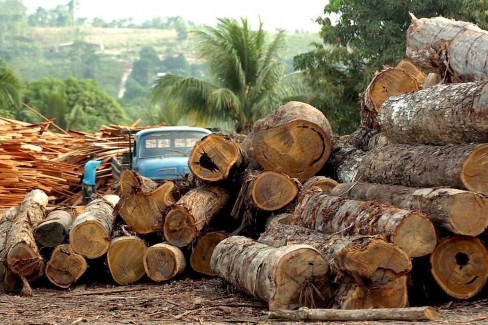 Holzindustrie in Brasilien