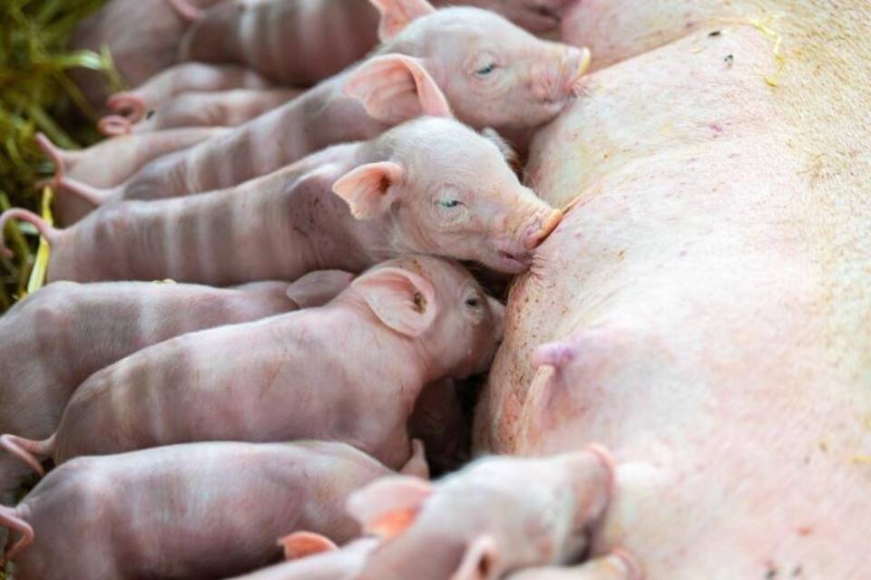 Ferkel Ferkel