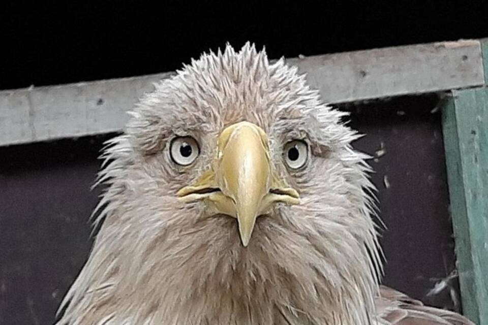 Seeadler Seeadler