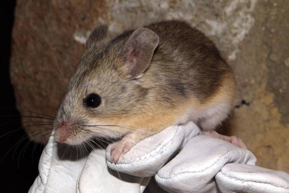 Gelbohrige Blattohrmaus Gelbohrige Blattohrmaus