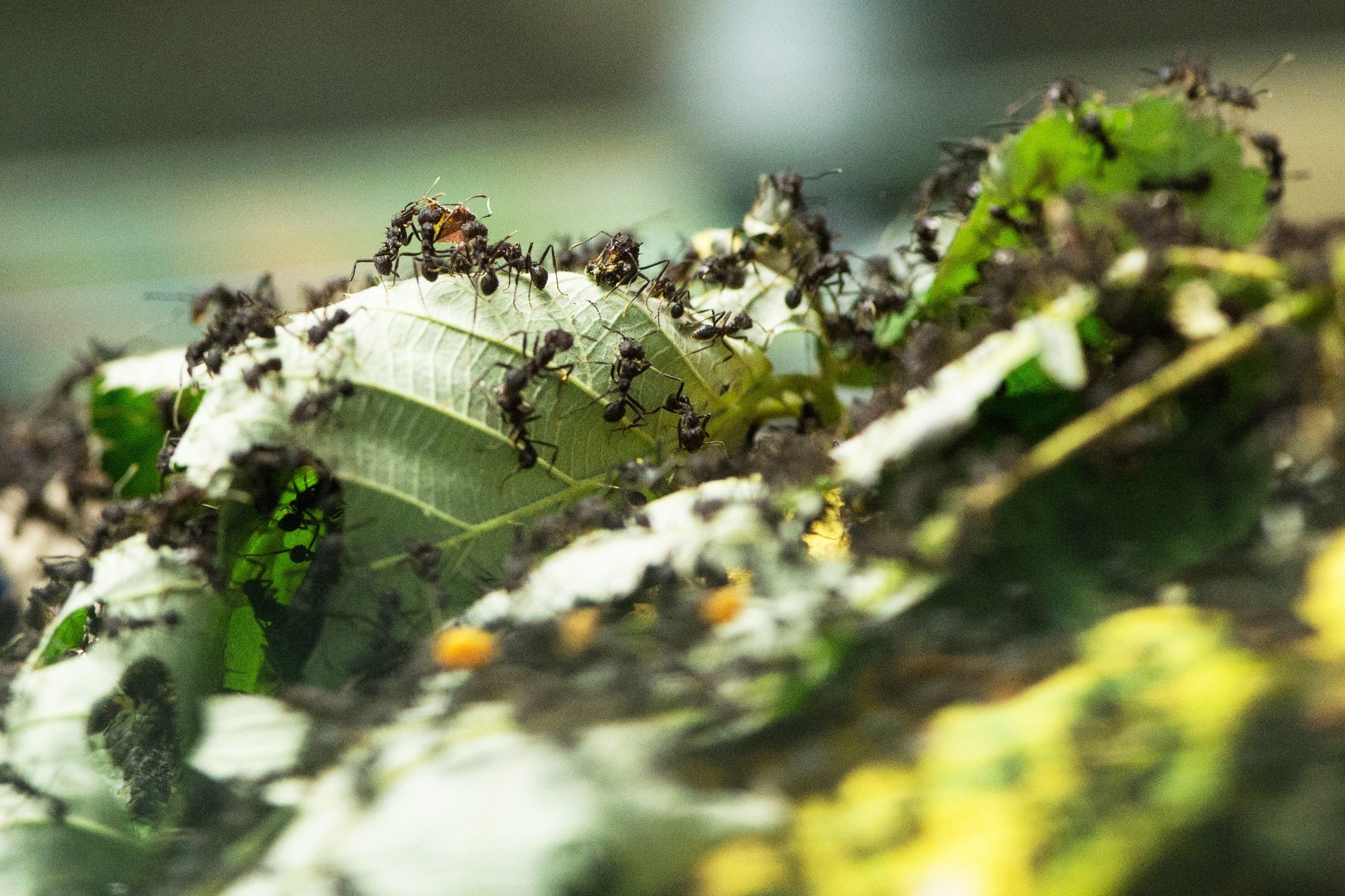 35+ schön Bilder Ameisen Im Garten Bekämpfen - Ameisen im Garten