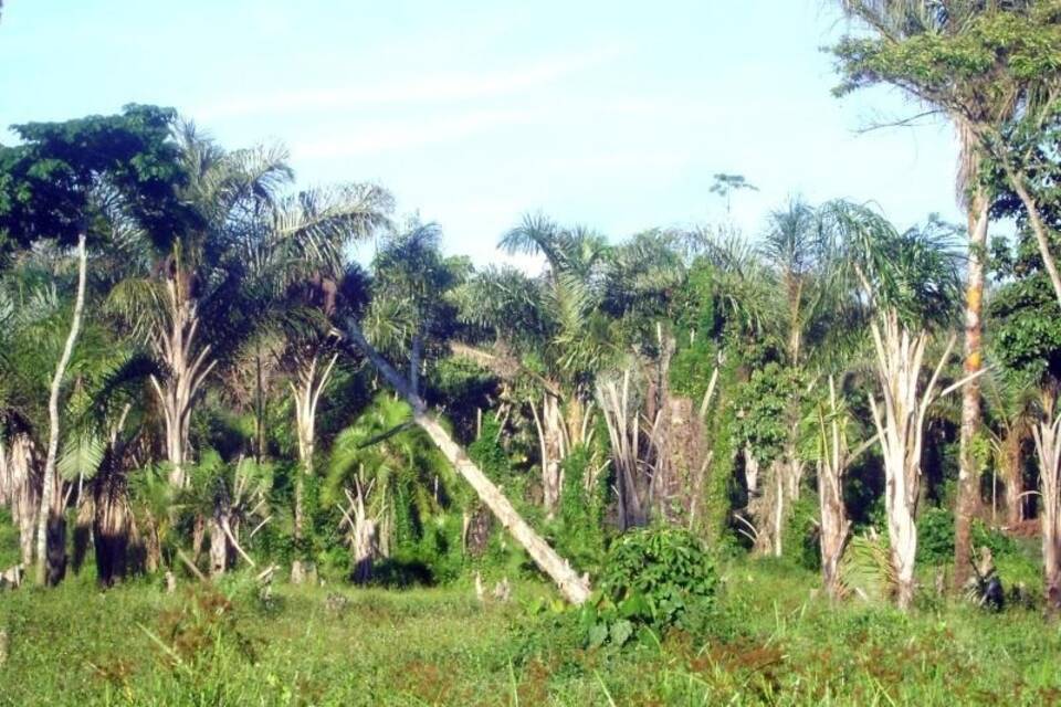 Afrika wird zum Hotspot der Abholzung Afrika wird zum Hotspot der Abholzung