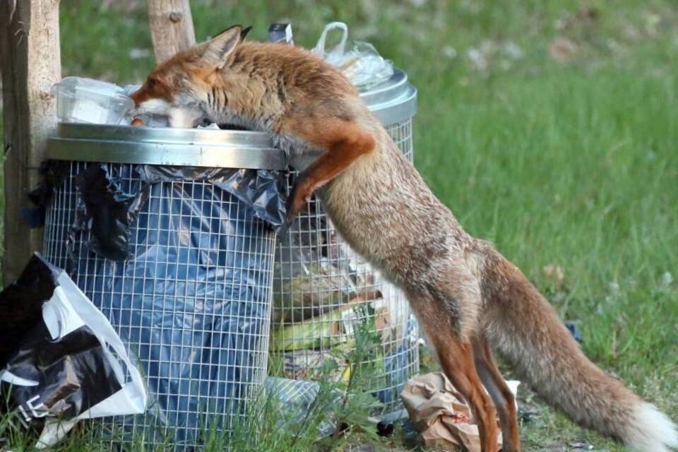 Fuchs sucht Nahrung