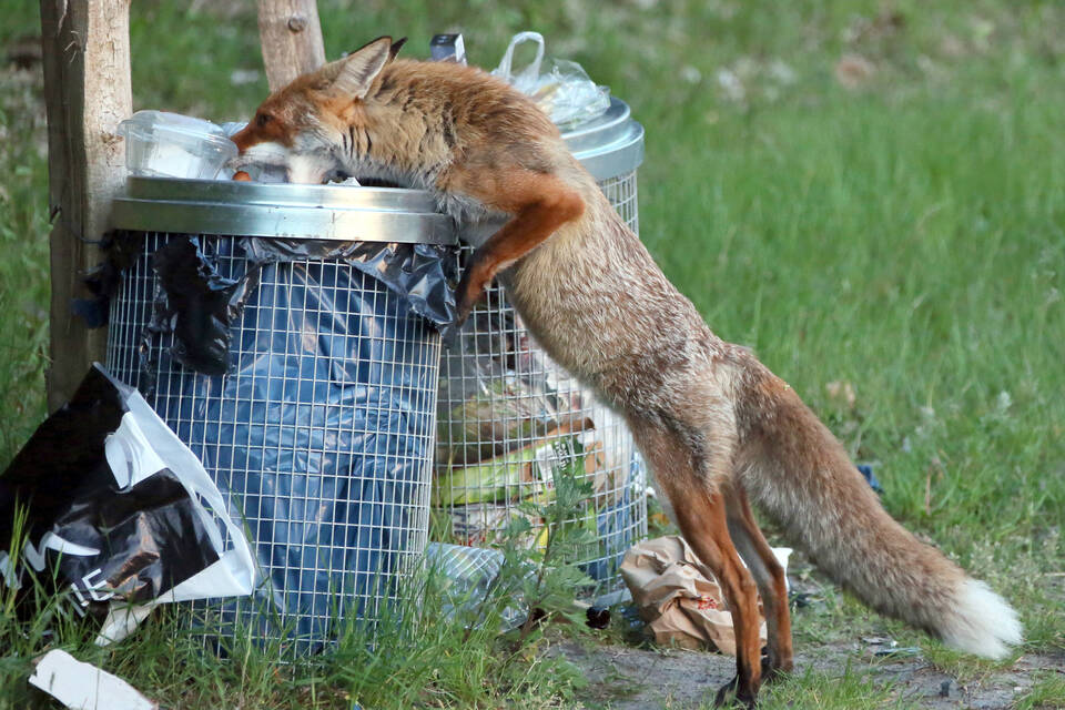 Ein Fuchs sucht Nahrung in einer Abfalltonne.