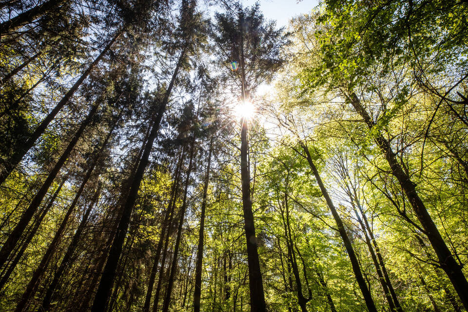 Die Sonne strahlt durch Bäume in einem Waldstück