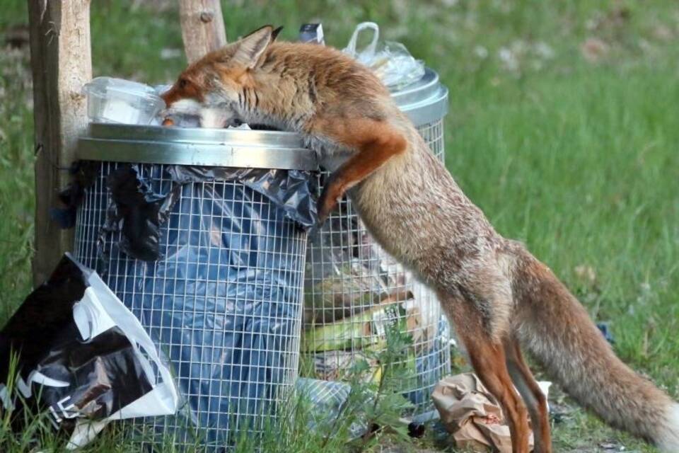 Fuchs Fuchs