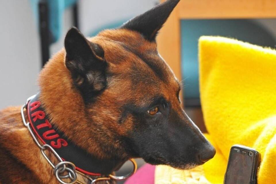 Spürhund Spürhund