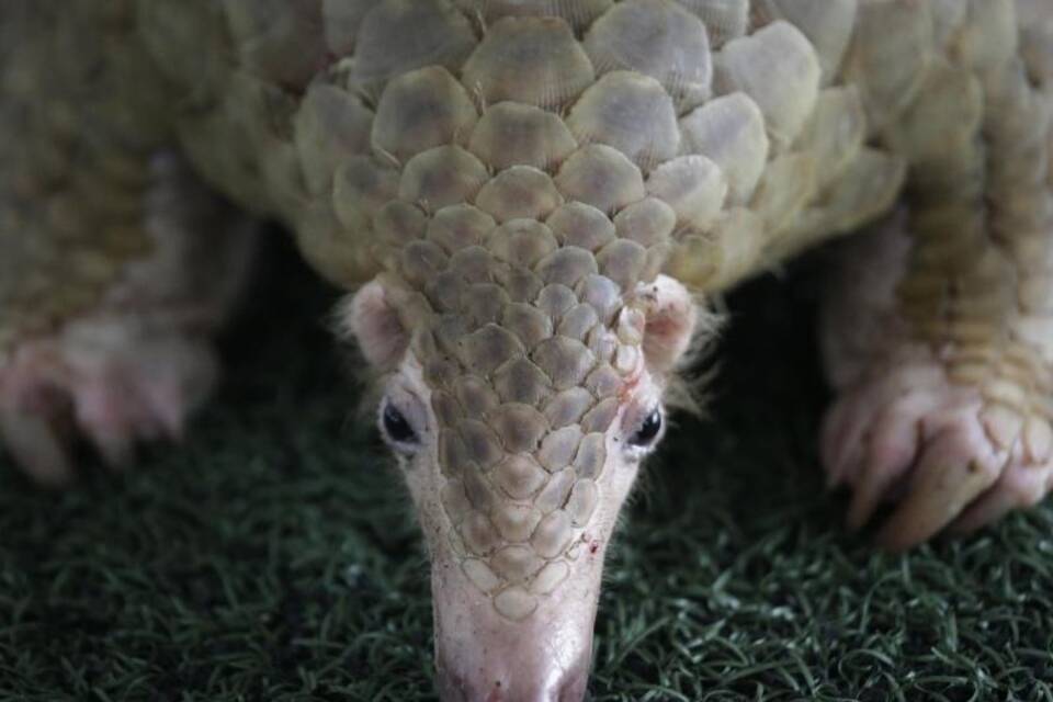 Pangolin