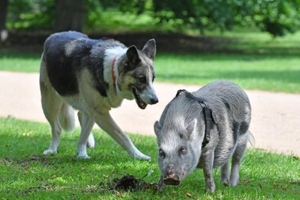 Hund und Minischwein