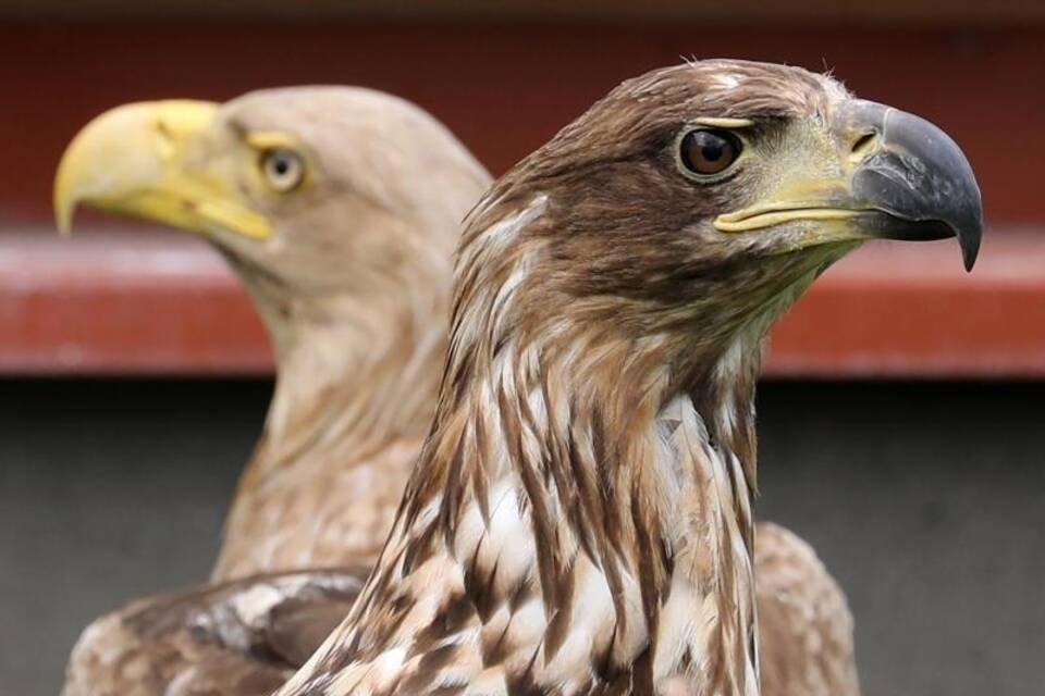 Seeadler Seeadler