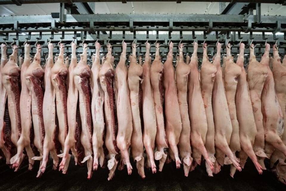 Schweine hängen im Schlachthof Schweine hängen im Schlachthof