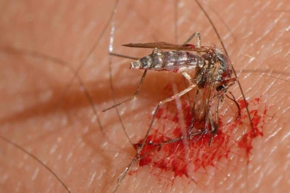 Viele Mücken in diesem Sommer