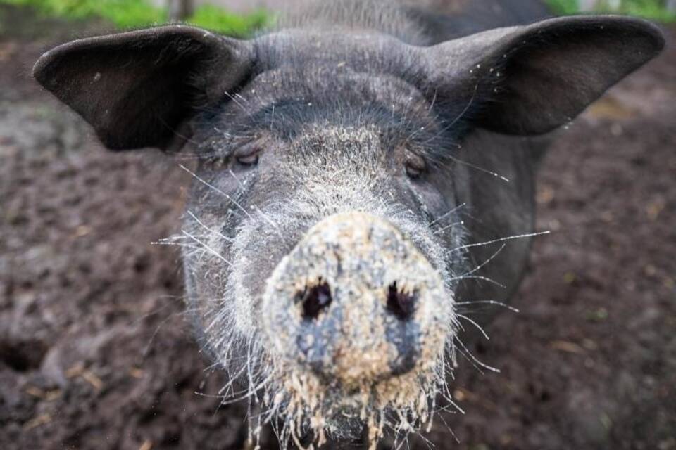 Schwein Bobby Schwein Bobby