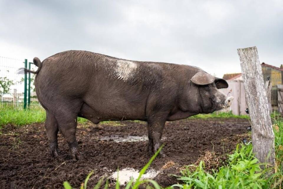 Sattelschwein Bobby Sattelschwein Bobby