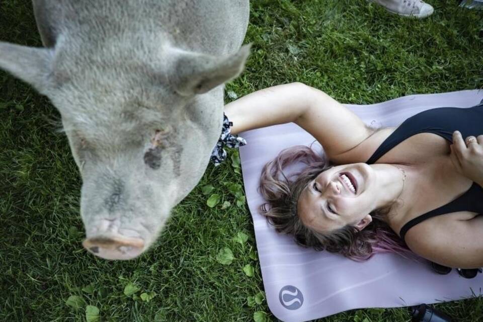 Schwein Schwein