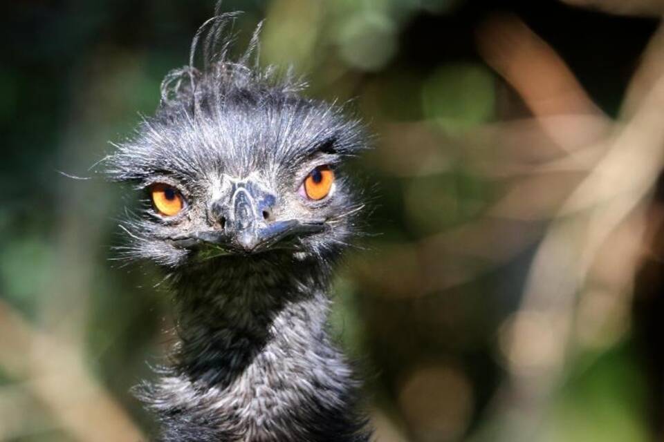 Emu Emu