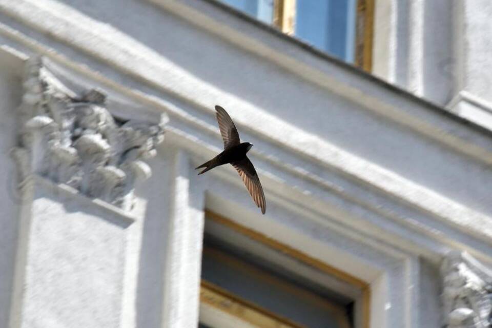 Mauersegler Mauersegler