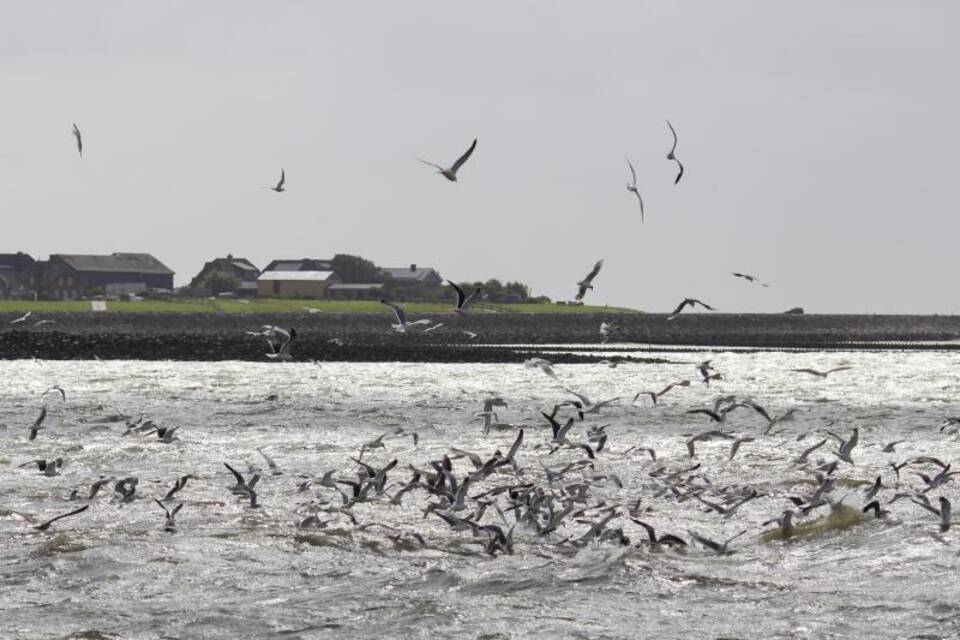 Möwen fliegen über der Nordsee