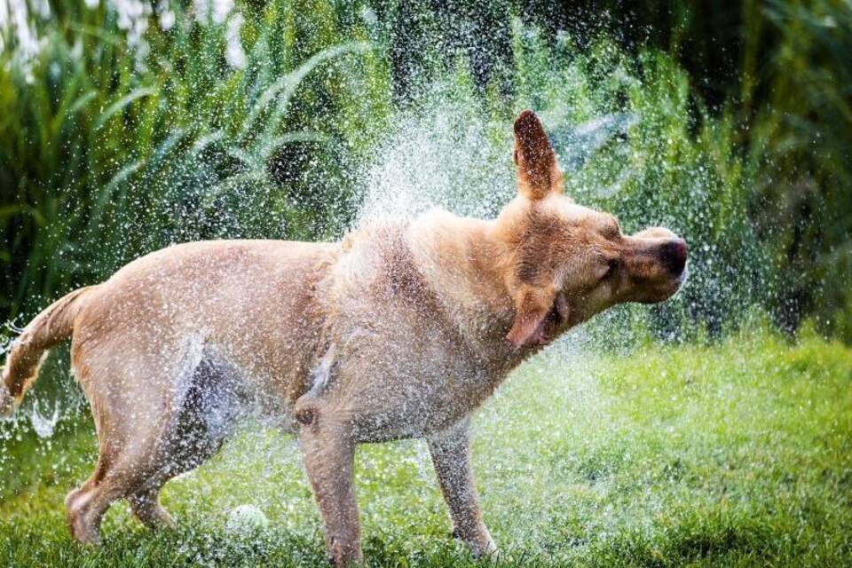 Ein Labrador schüttelt sich