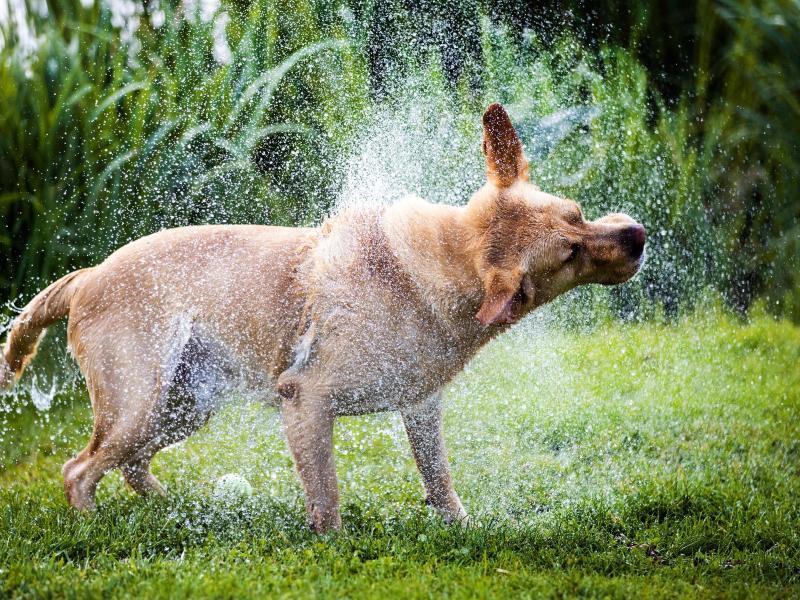 Wusstest du, dass? Geld für den Hund zahlen Klaro! Wissen RNZ