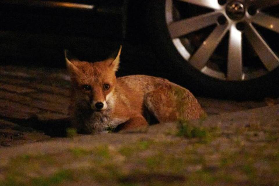 Ein Fuchs liegt vor einem Auto in Berlin