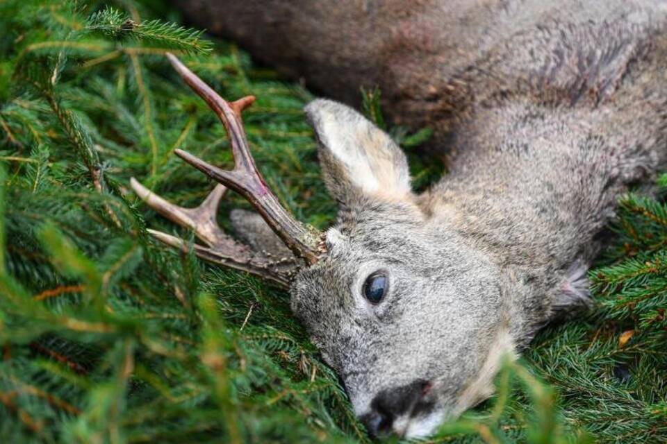 Rehe im Wald