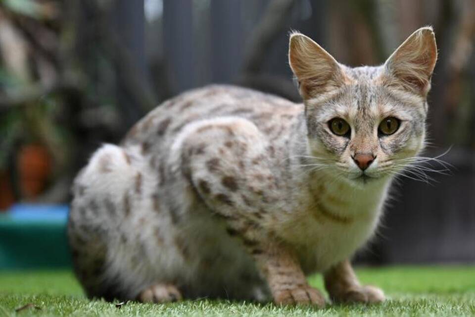 Savannah Savannah