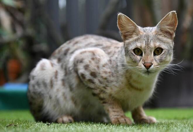 Wilde Katze zu Hause halten - Klaro! - Tiere - RNZ