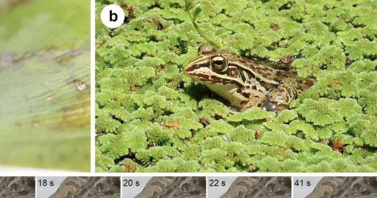 Stuhlgang In Die Freiheit Kafer Entkommt Frosch Durch Darmanregung Wissenschaft Rnz