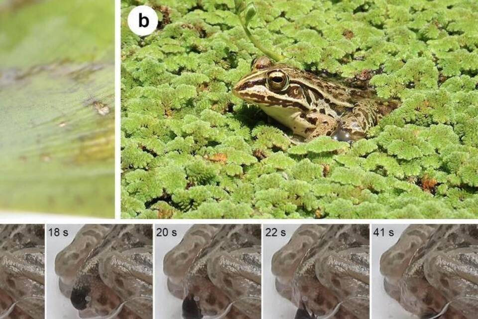 Käfer entkommt Frosch Käfer entkommt Frosch