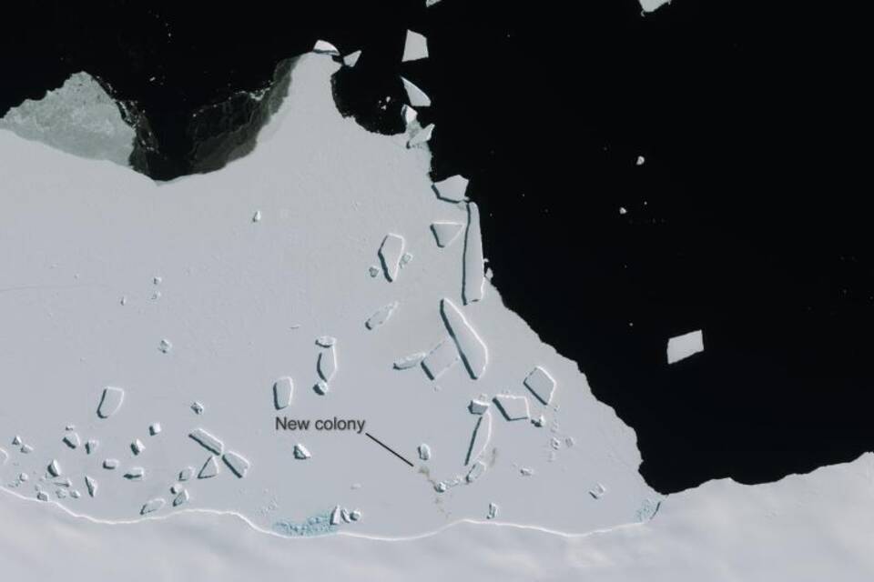 Pinguine in der Antarktis Pinguine in der Antarktis