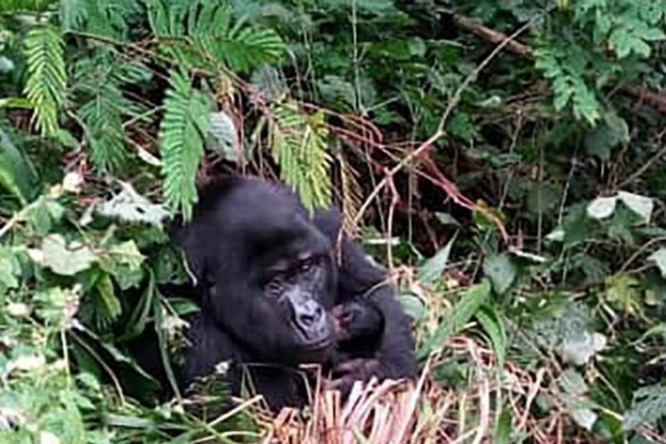 Baby-Gorilla