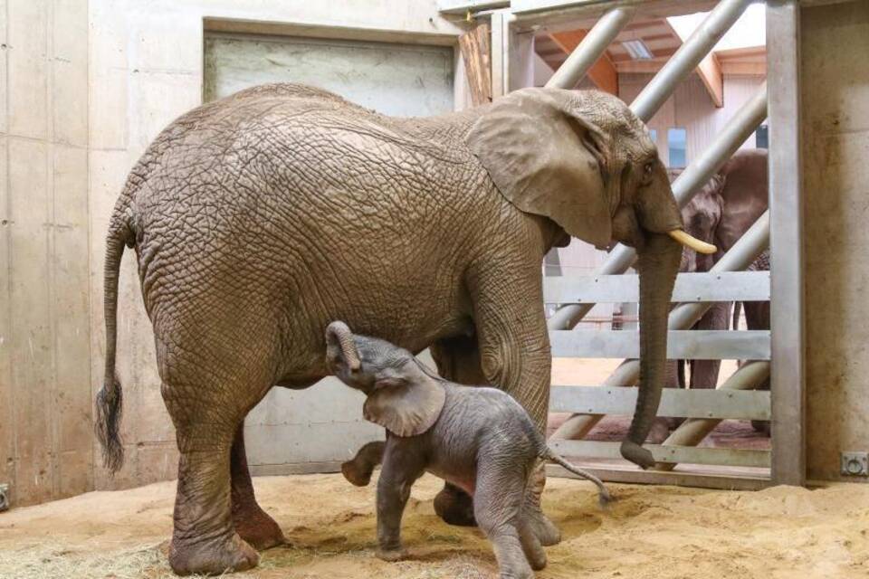 Mama Chupa mit dem Baby