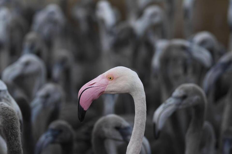 Flamingo-Küken in Südfrankreich