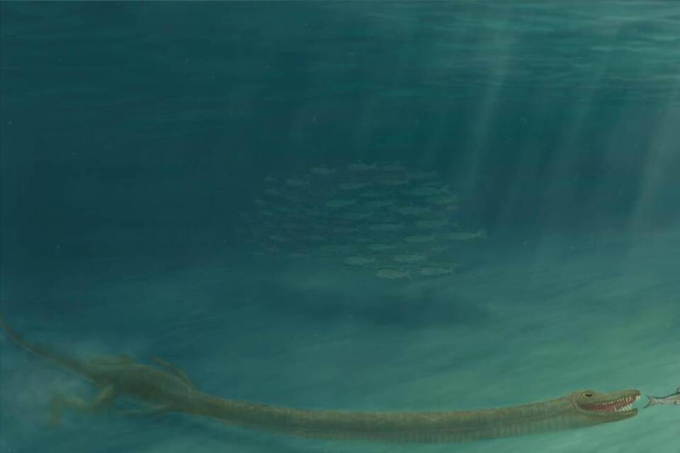 Tanystropheus Tanystropheus