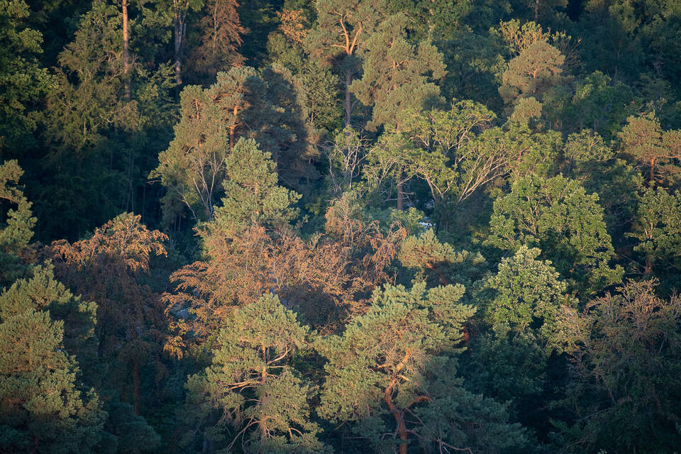 Baden-Württemberg: Trockenheit im Wald ist kaum zu bekämpfen - Südwest