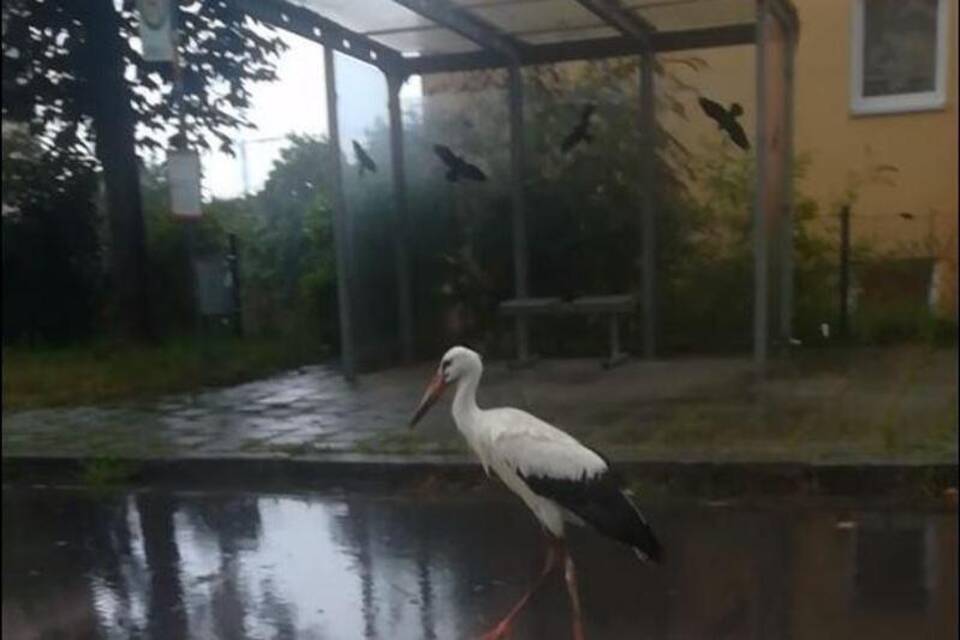 Ein Storch